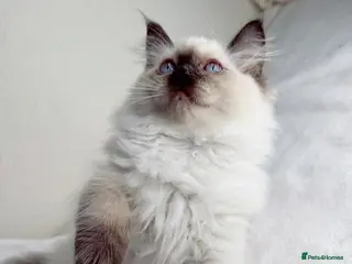 Ragdoll cats Pure Ragdoll Kitties available ✨ - Advert 1