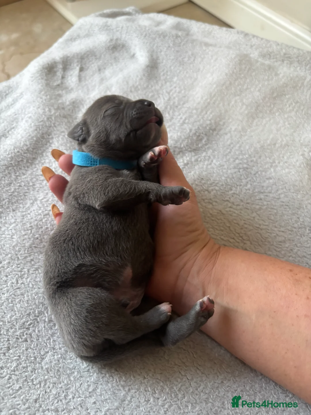 Staffordshire Bull Terrier dogs for sale: Staffordshire Bull Terrier puppies x8 in Swadlincote - Advert 33