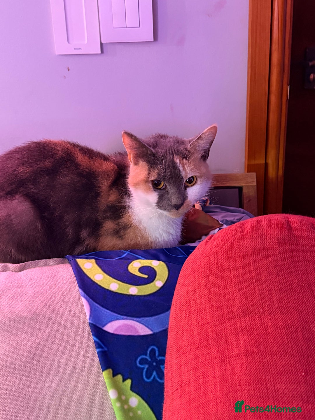 Mixed Breed cats for sale: 1 female 1 male and 1 kitten - Advert 9