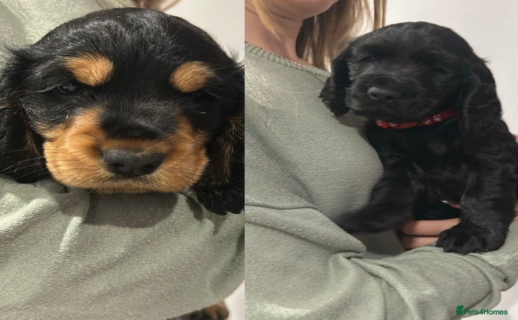 Cocker Spaniel dogs - Advert 7