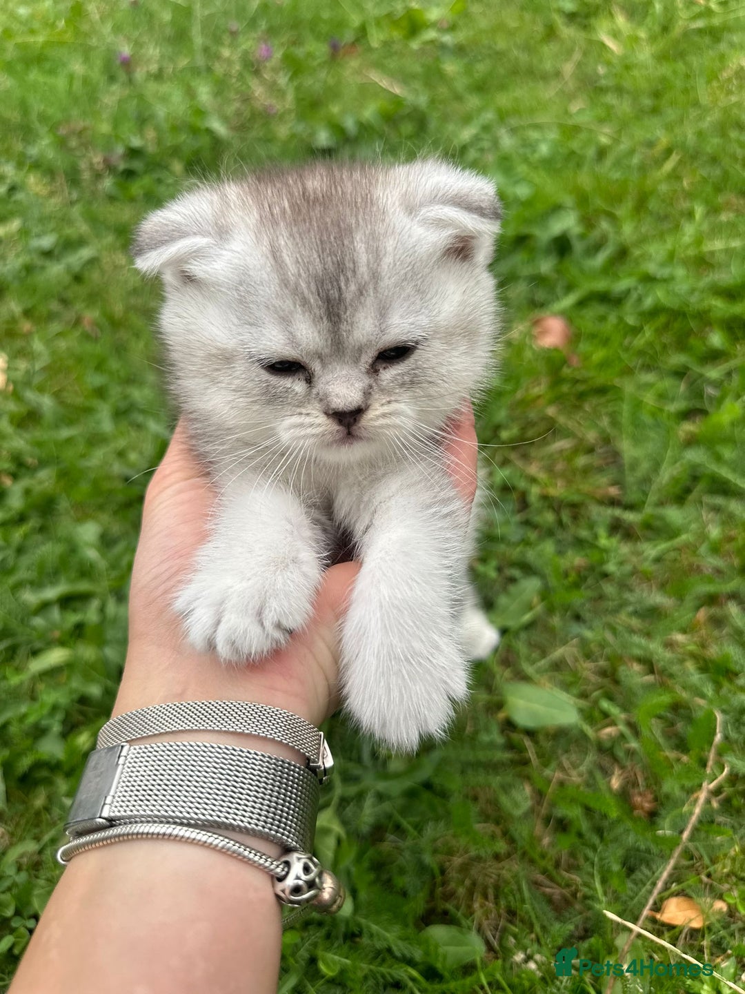 Scottish Fold cats for sale: Scotish fold kittens  - Image 18