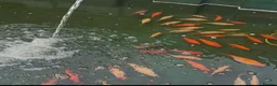 Pond Fish fish for sale: 50 Outdoor Goldfish in Nuneaton - Advert 1