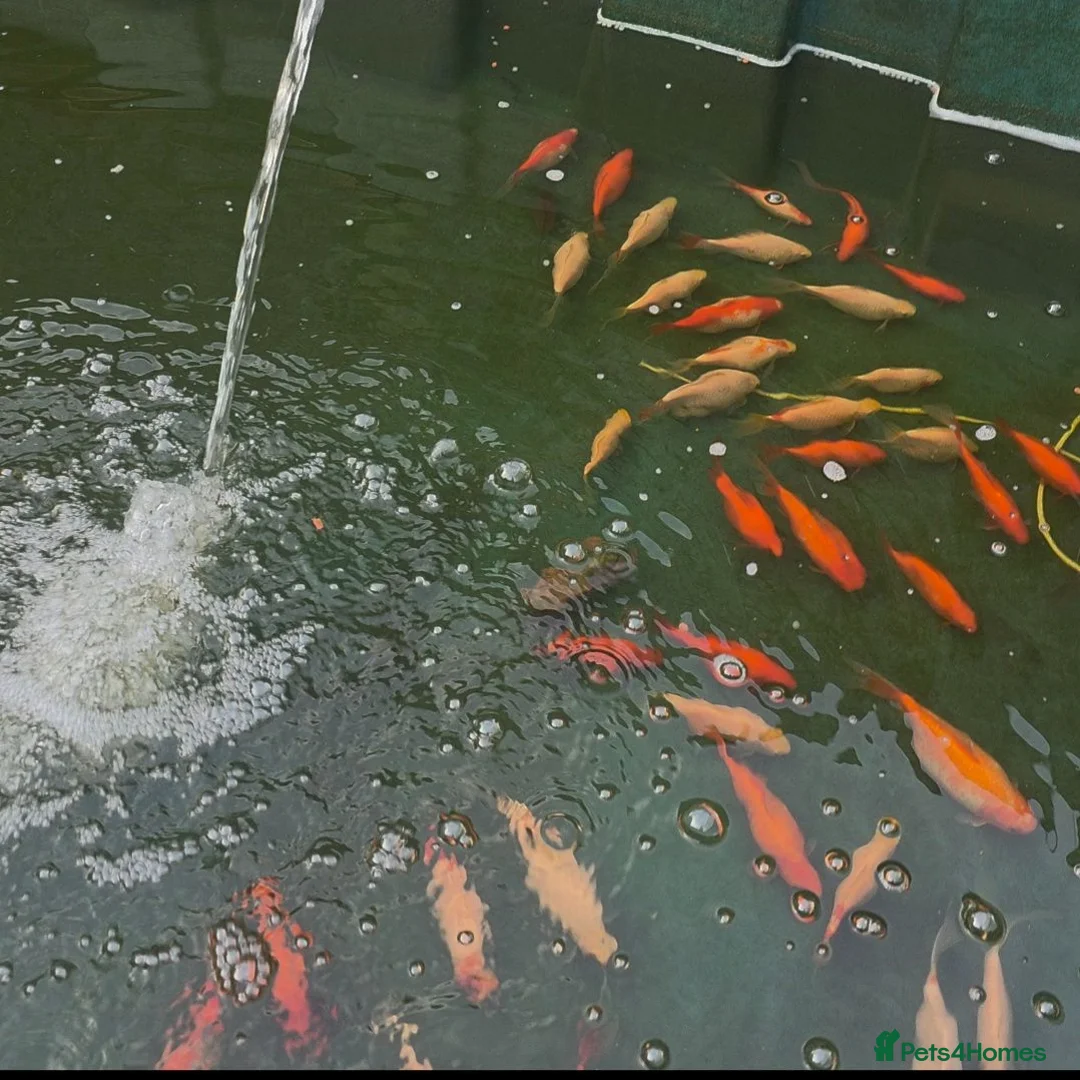 Pond Fish fish for sale: 50 Outdoor Goldfish in Nuneaton - Advert 1