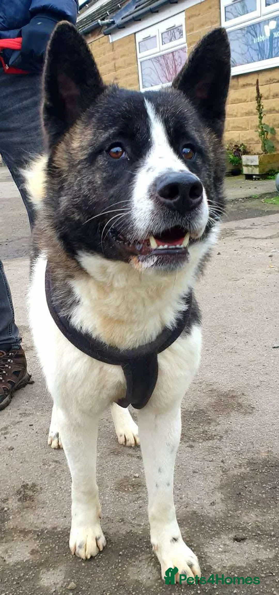 Akita dogs for adoption: Prince in Worksop - Advert 3