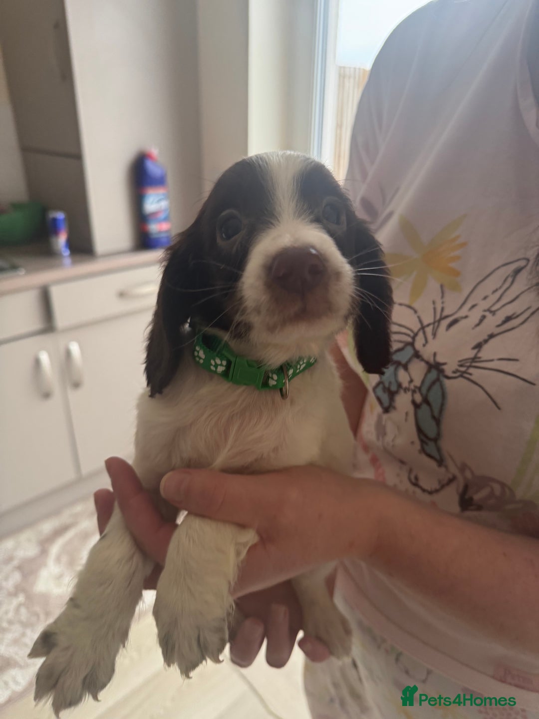 Sprocker dogs for sale: Sprocker spaniel puppy’s  - Image 9