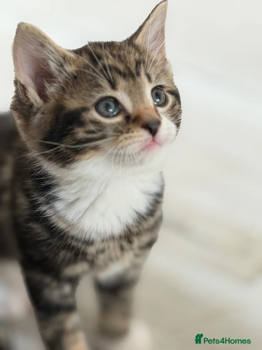 British Shorthair cats for sale: Stunning British Tabby Kittens – Ready April 4th - Advert 2