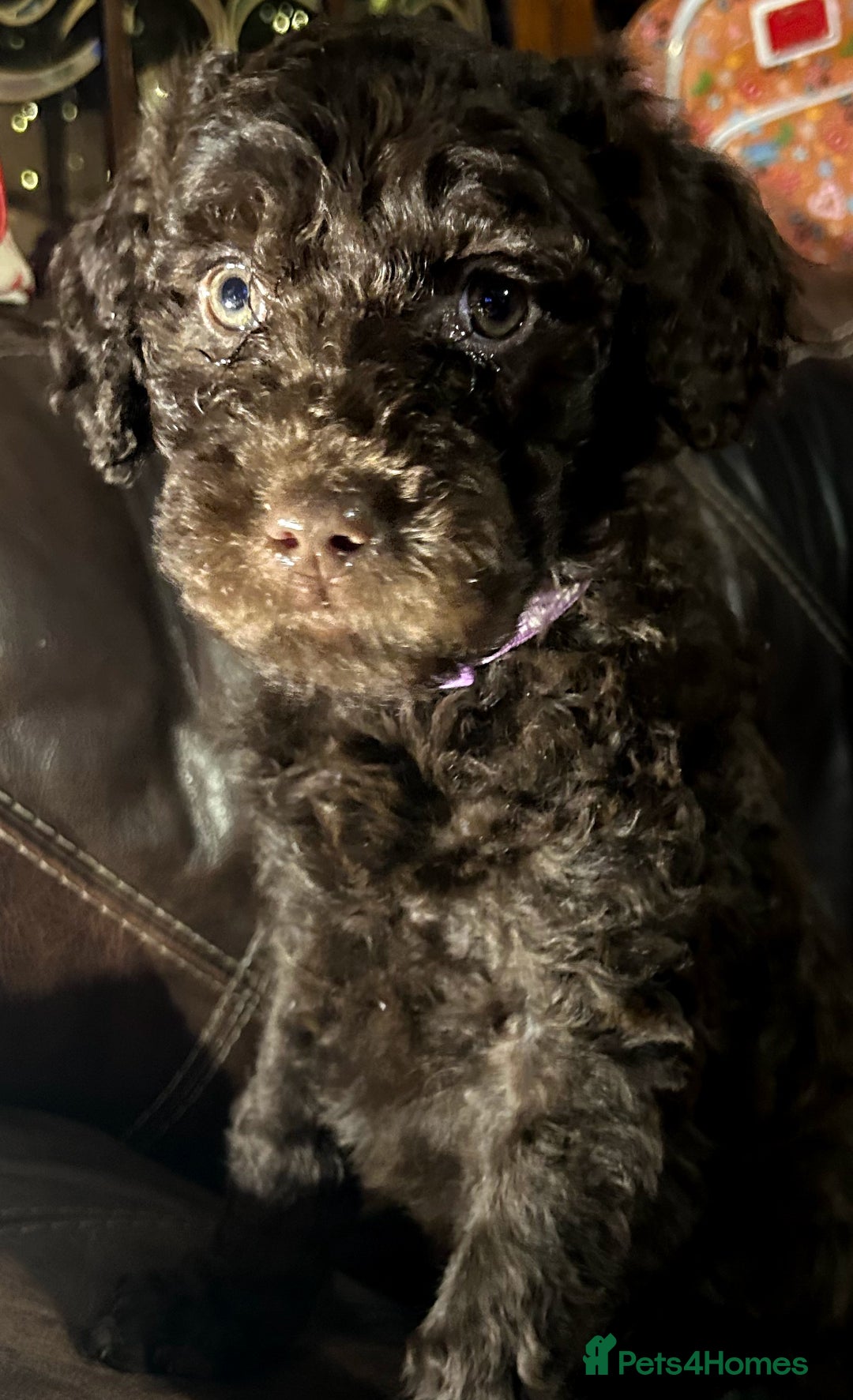 Labradoodle dogs for sale: stunning F2 labradoodle puppies... Available now - Advert 31