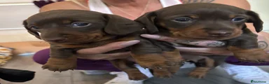Miniature Dachshund 4