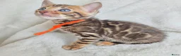 Bengal cats for sale: ⚜️Bengal kittens Tica registered ⚜️ - Advert 22