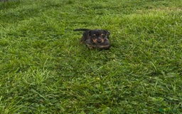 Miniature Dachshund dogs for sale: Miniature Dachshund smooth hair Kc reg - Image 4