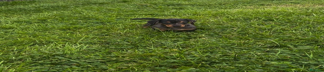 Miniature Dachshund Puppy 1
