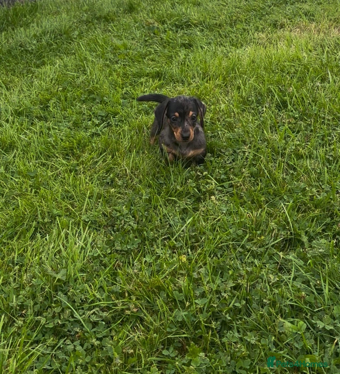 Miniature Dachshund dogs for sale: Miniature Dachshund smooth hair Kc reg - Image 4