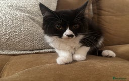 Mixed Breed cats for sale: Ready!!! Mixed British Shorthair  - Image 6