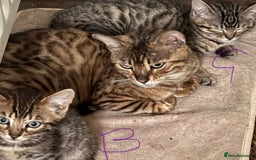 Bengal cats for sale: **1 Female remaining** Bengal cross kittens  in Petworth - Image 2