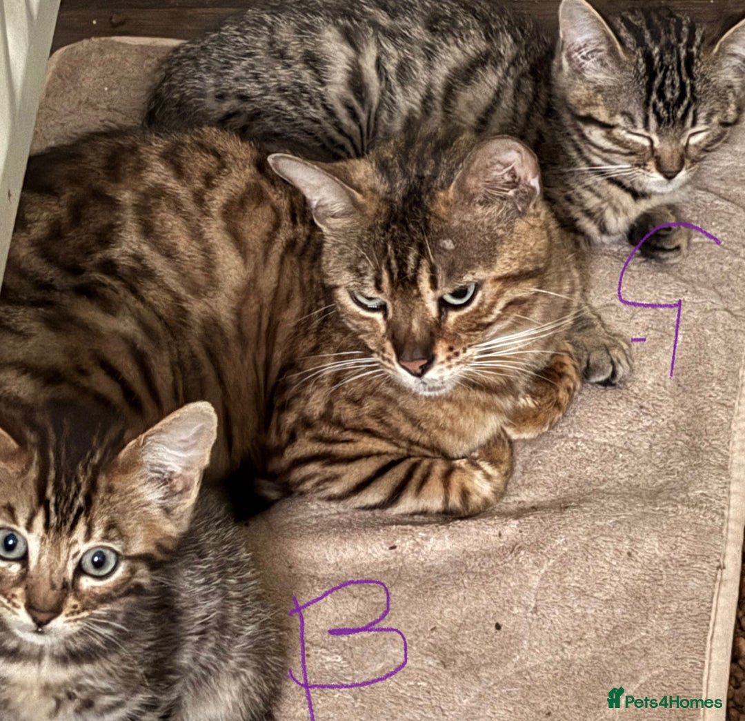 Bengal cats for sale: **1 Female remaining** Bengal cross kittens  in Petworth - Image 2