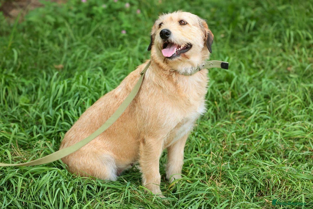 Mixed Breed dogs for adoption: 💖🐶 DUNA 🐶💖 - Advert 7