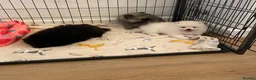 Pomeranian dogs for sale: Stunning Kc Teddy Bear Pomeranian pups - Advert 7