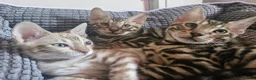 Bengal cats for sale: TICA Genetic Health Tested Kittens - Advert 12
