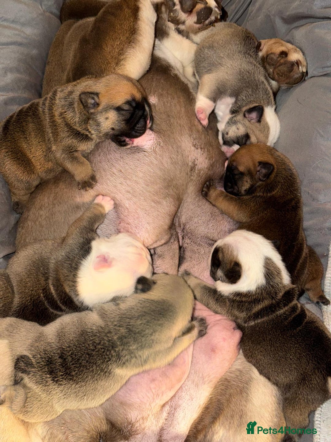 English Bulldog dogs for sale: English Bulldog Puppies Coloured  - Advert 17