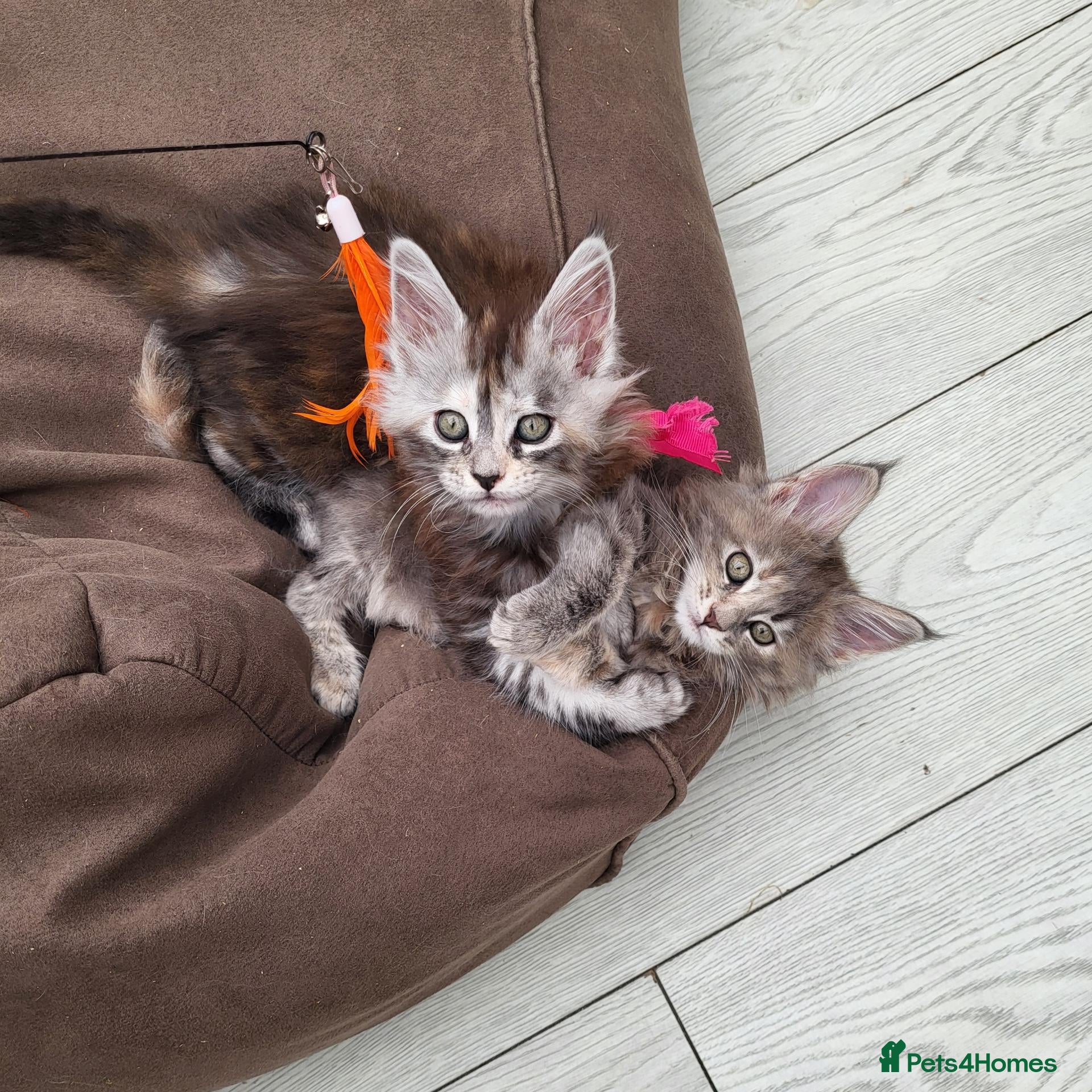 Maine Coon cats Pedigree Maine Coon kittens - Advert 1