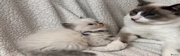 Ragdoll cats for sale: Gorgeous Ragdoll kittens - Advert 6