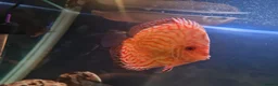 Discus fish for sale: Discus  in Manchester - Advert 4