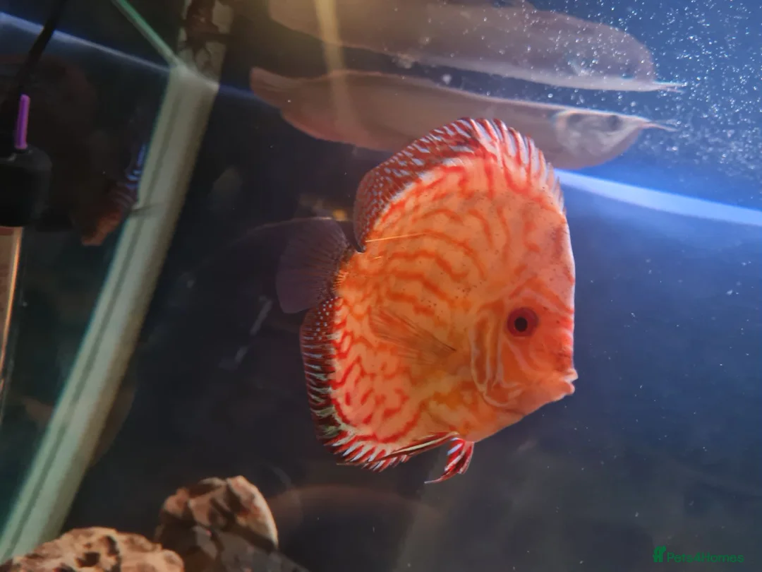 Discus fish for sale: Discus  in Manchester - Advert 4