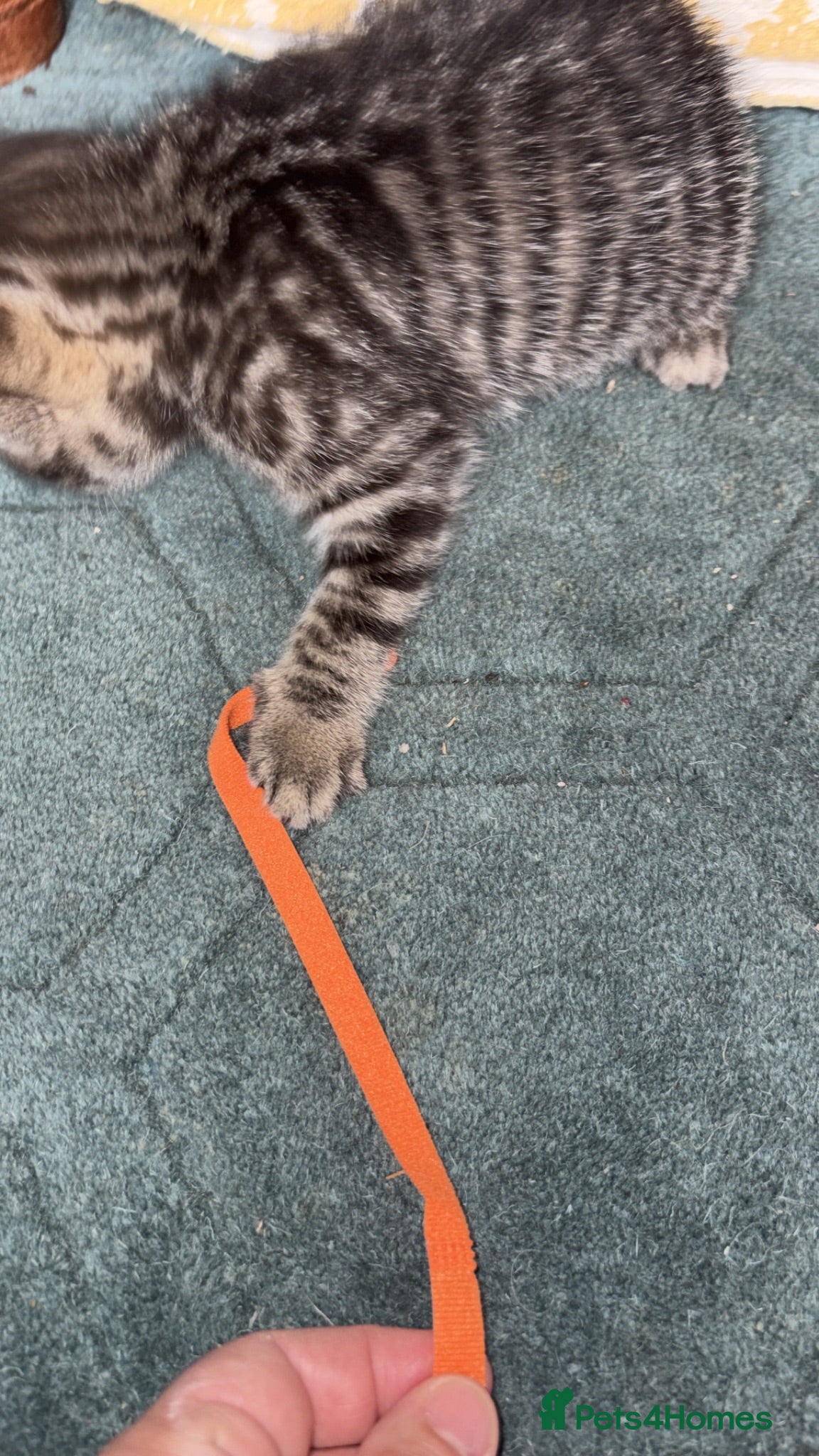 Mixed Breed cats Cross Lilic ragdoll, short hair European Tabby, b - Advert 2