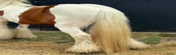 Irish Cob horses for sale: RED & WHITE TRADITIONAL MINI COB GELDING YOUNG - Advert 7