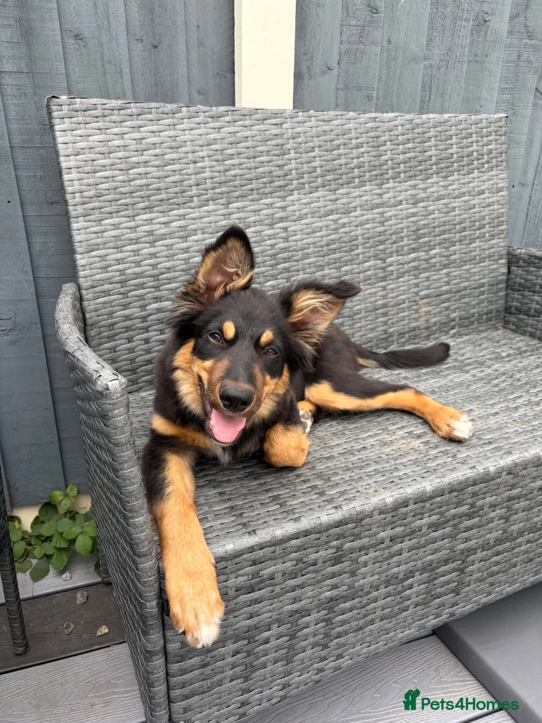 Border Collie dogs for sale: Male border collie 4months - Advert 2