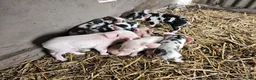 Pig livestock for sale: Kunekune full breed piglets  - Advert 3