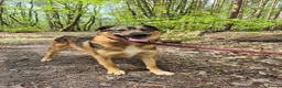 Mixed Breed dogs for adoption: Nancy - Norwich Norfolk  - Advert 14