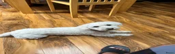 Bichon Frise dogs for sale: Rehome in London - Advert 5
