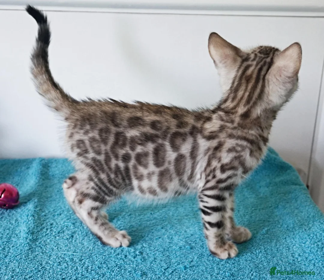 Bengal cats for sale: Bengal Rosette Girl Kitten - Advert 2