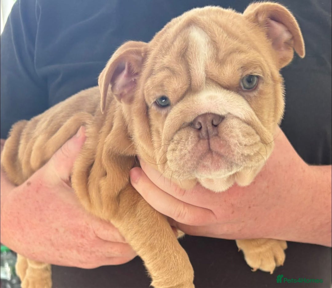 English Bulldog dogs for sale: English Bulldog Puppies - Image 7