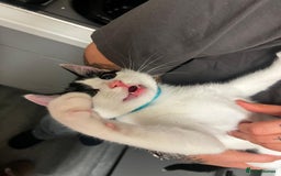 Mixed Breed cats for sale: Beautiful mixed Boy - Advert 5