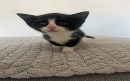 British Shorthair cats for sale: Kittens for sale  - Image 2