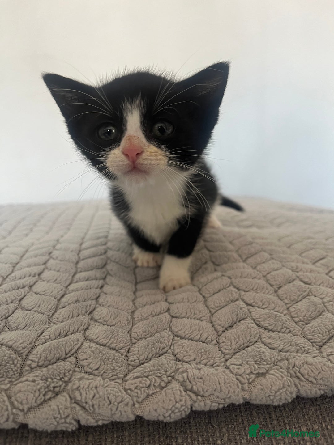 British Shorthair cats for sale: Kittens for sale  - Image 2