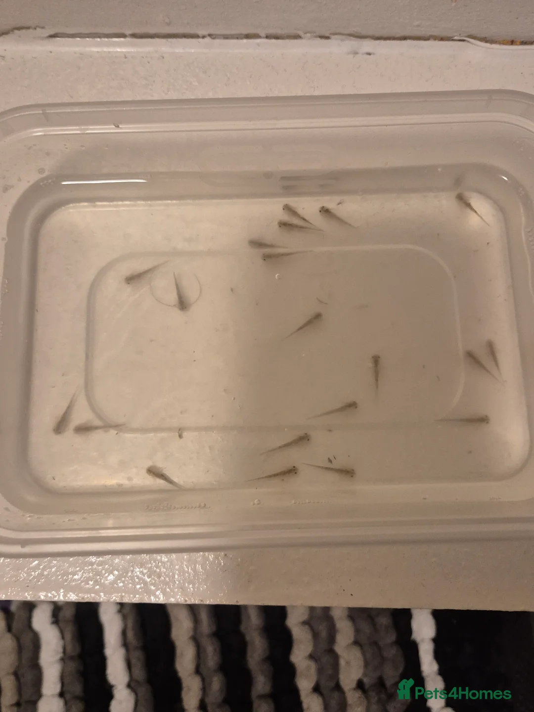 Axolotl reptiles for sale: Mixed baby axolotls - Advert 2