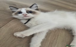Ragdoll cats for sale: Beautiful Pedigree Ragdolls THREE LEFT  - Image 12
