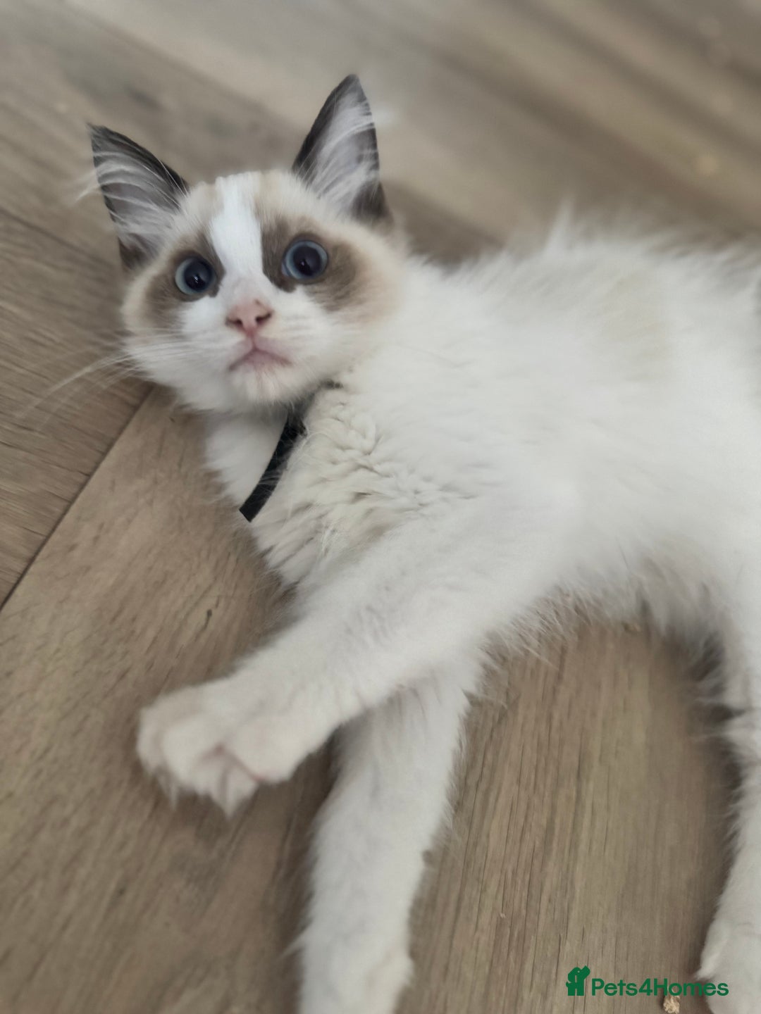 Ragdoll cats for sale: Beautiful Pedigree Ragdolls THREE LEFT  - Image 12