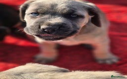 Cane Corso dogs for sale: Class Corsos  - Advert 39