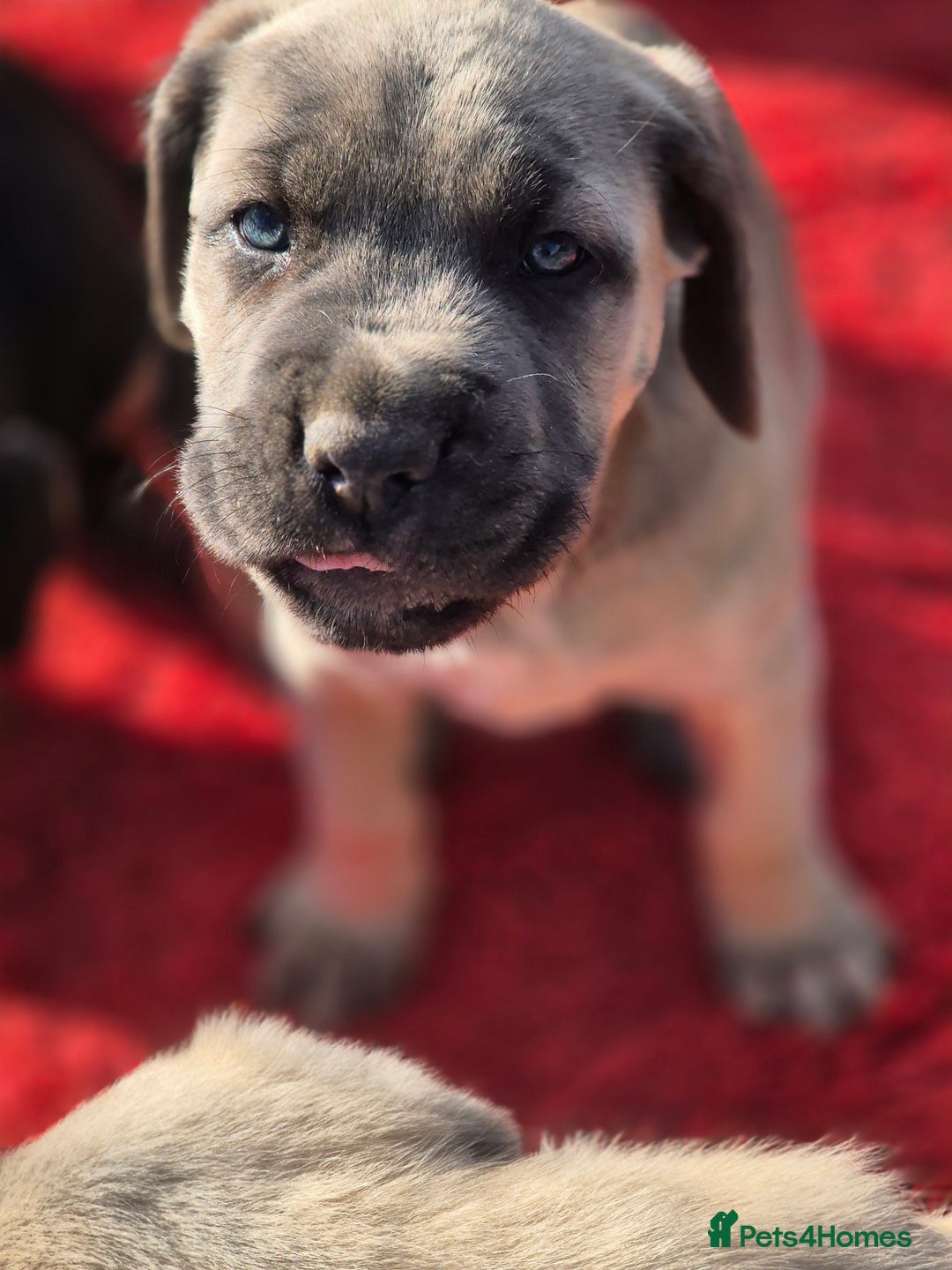 Cane Corso dogs for sale: Class Corsos  - Advert 39