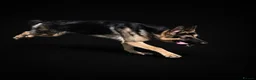 German Shepherd dogs for stud: Harvonock's King Koda @ stud - Advert 21