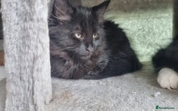 Maine Coon cats for sale: Maine Coon Mix READY TO GO - Image 1
