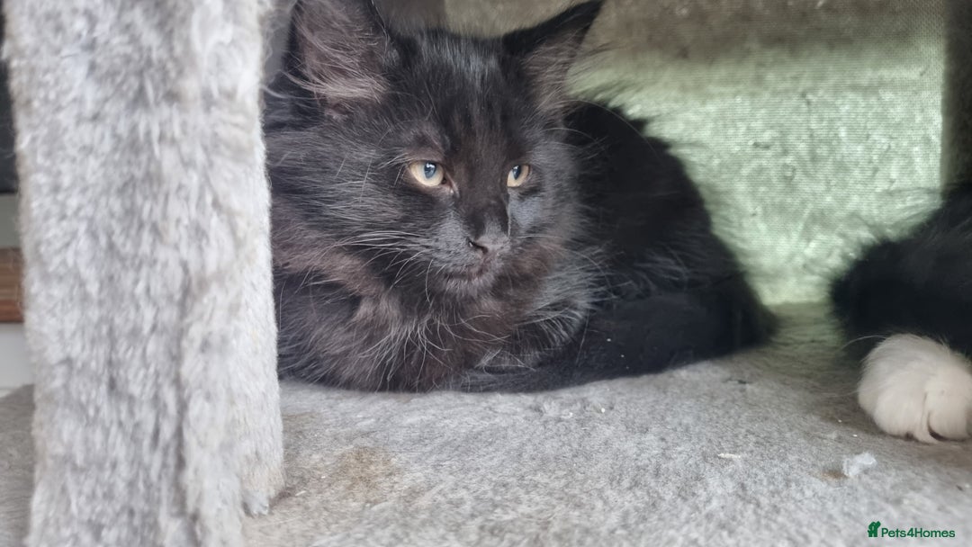 Maine Coon cats for sale: Maine Coon Mix READY TO GO - Image 1