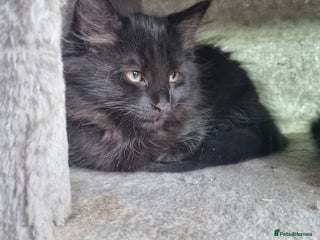 Maine Coon cats - Advert 3