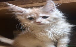 Maine Coon cats for sale: Stunning Mainecoon kittens  - Image 2