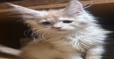 Maine Coon cats - Advert 12