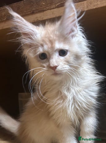 Maine Coon cats Stunning Mainecoon kittens - Advert 17